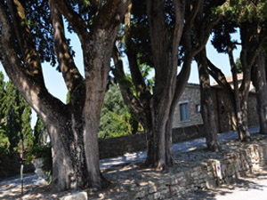 Vivers Càrex - Cupressus sempervirens 